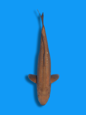 Doitsu Chocolate Chagoi | Koi&Co.